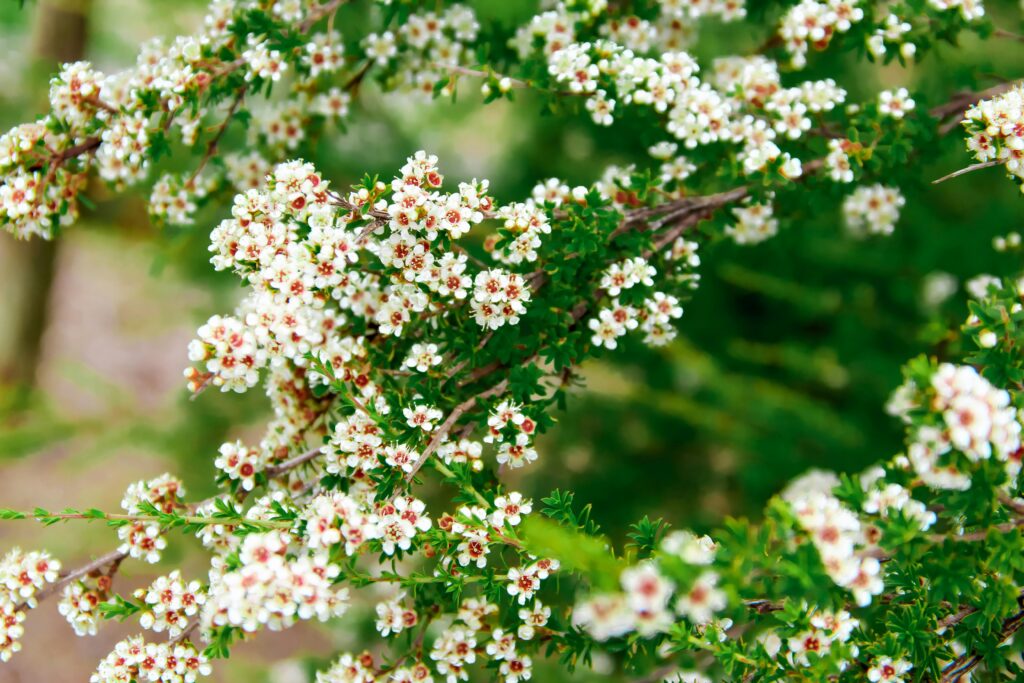Beautiful white Manuka blossoms in full bloom amidst lush green foliage, captured in Nelson, New Zealand.