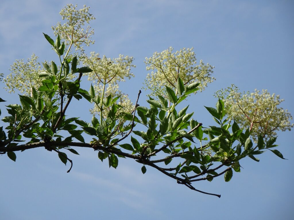 elder, elderflower, syrup, summer, ripe, holler, elderberry bush, holder bush, holder, white flowers, white, blossoms, nature, heaven, branch, elderberry branch