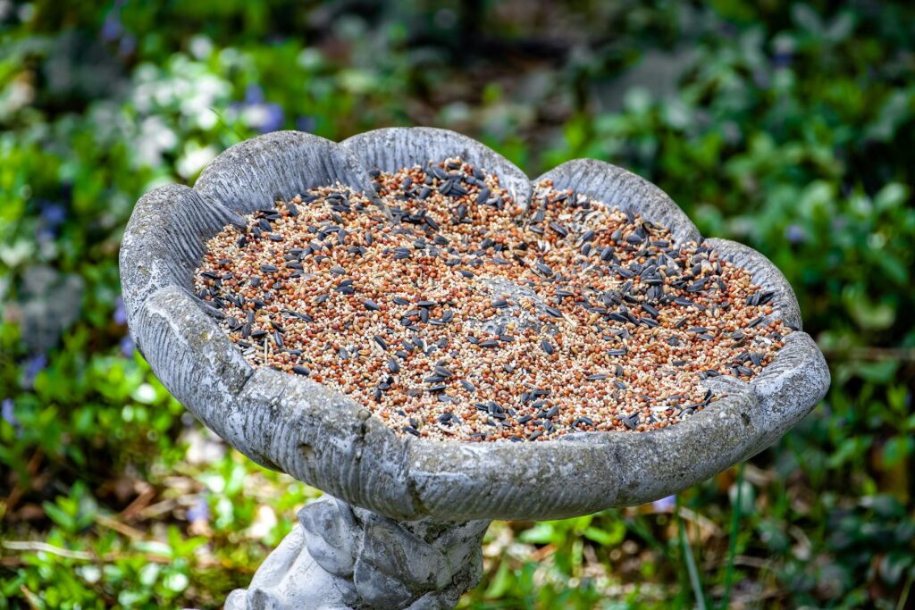 A stone birdbath filled with various seeds outdoors in Saint Charles, MO.