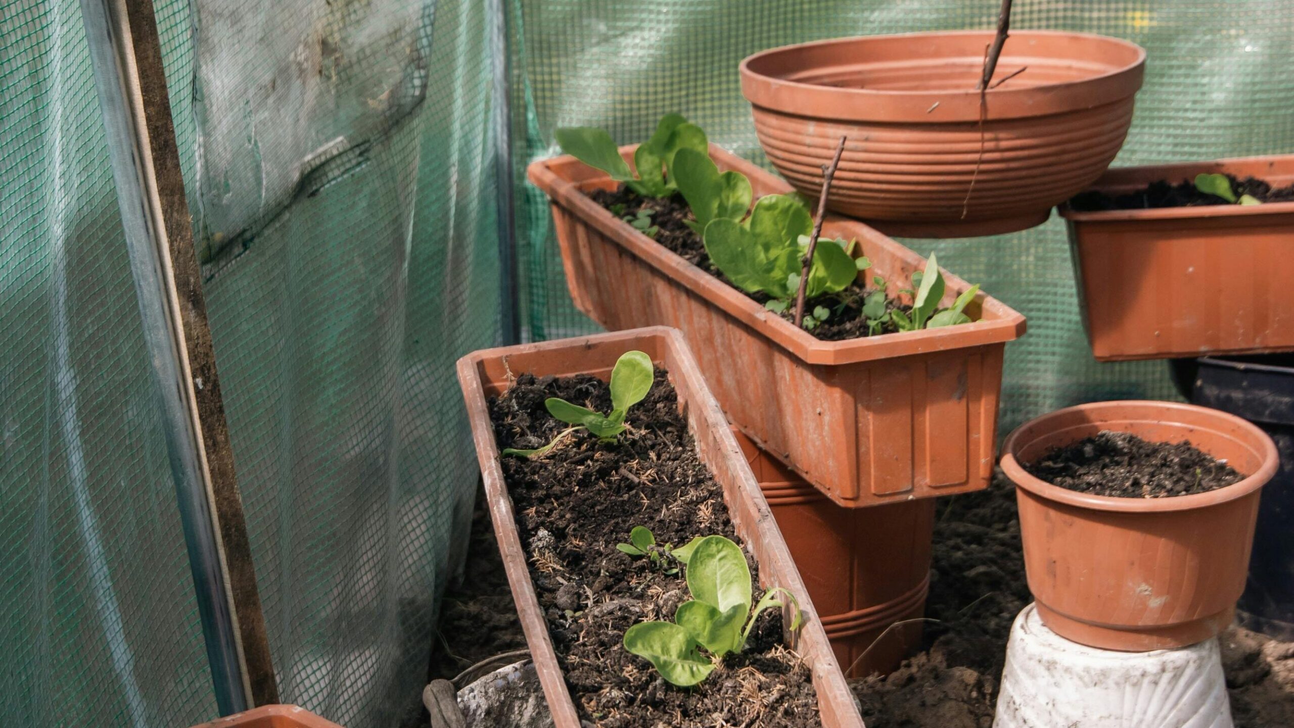Various flowerpots in a greenhouse showcasing vertical gardening and horticulture techniques.