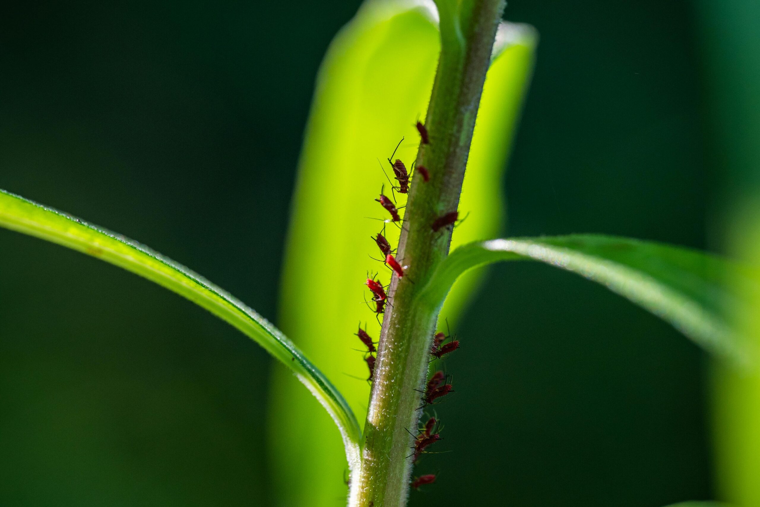 Detailed view of aphids on a plant stem with lush green foliage in bright sunlight.