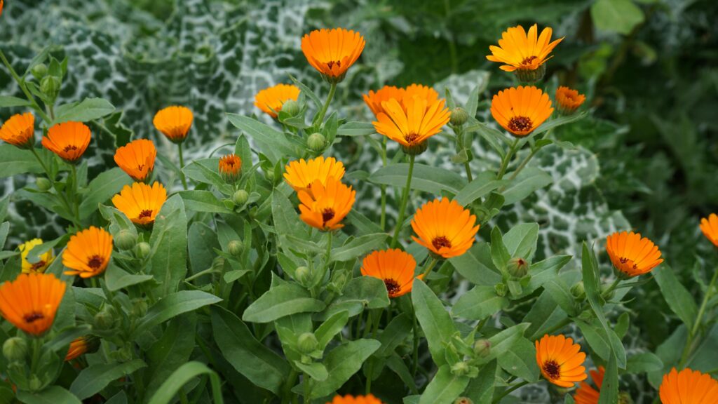 Close-up of bright orange calendula flowers blooming in lush green foliage outdoors.