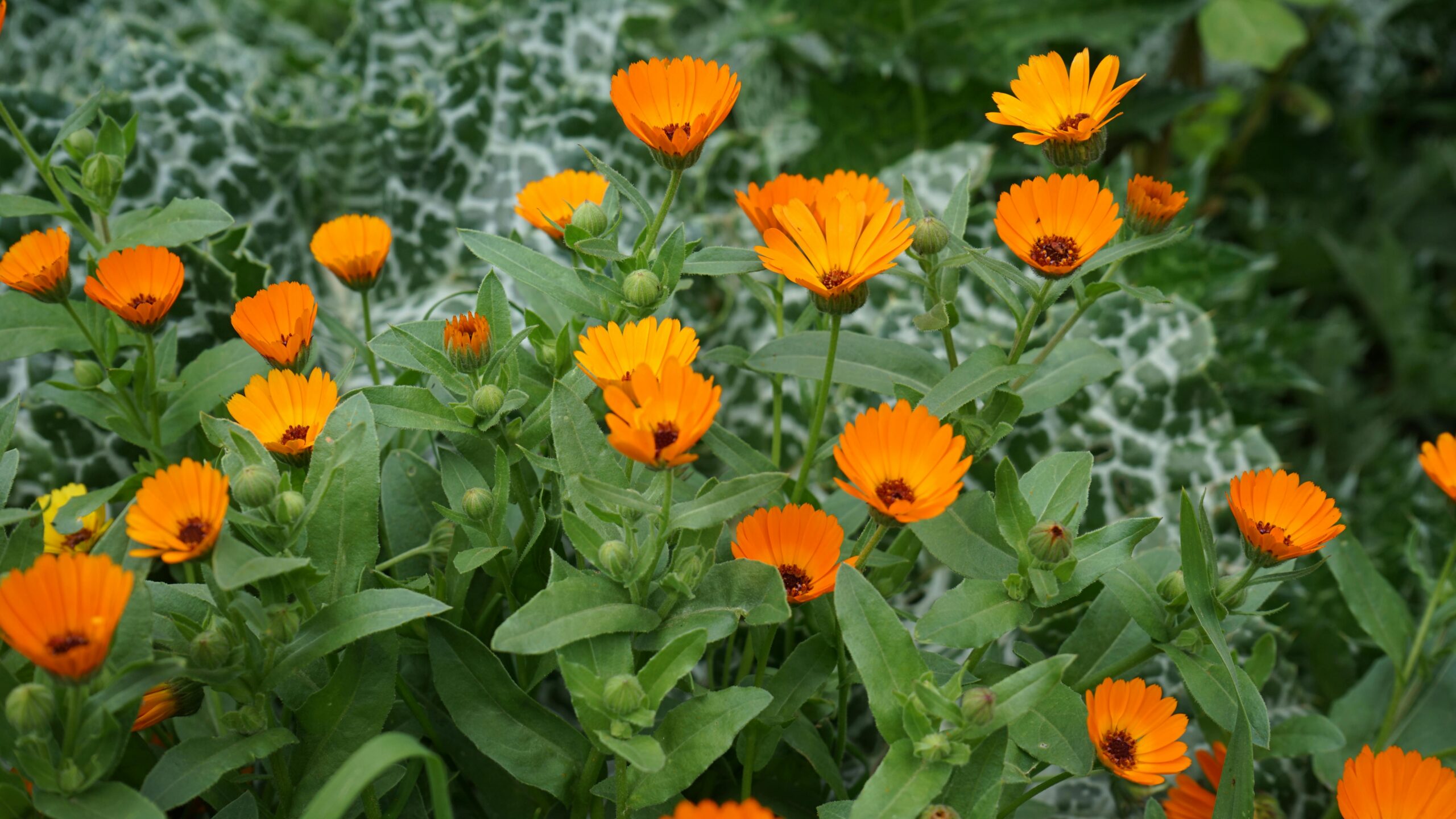 Cariel’s How to Start an Herb Garden Series – Part 2: Starting an Herb Garden in the Ground