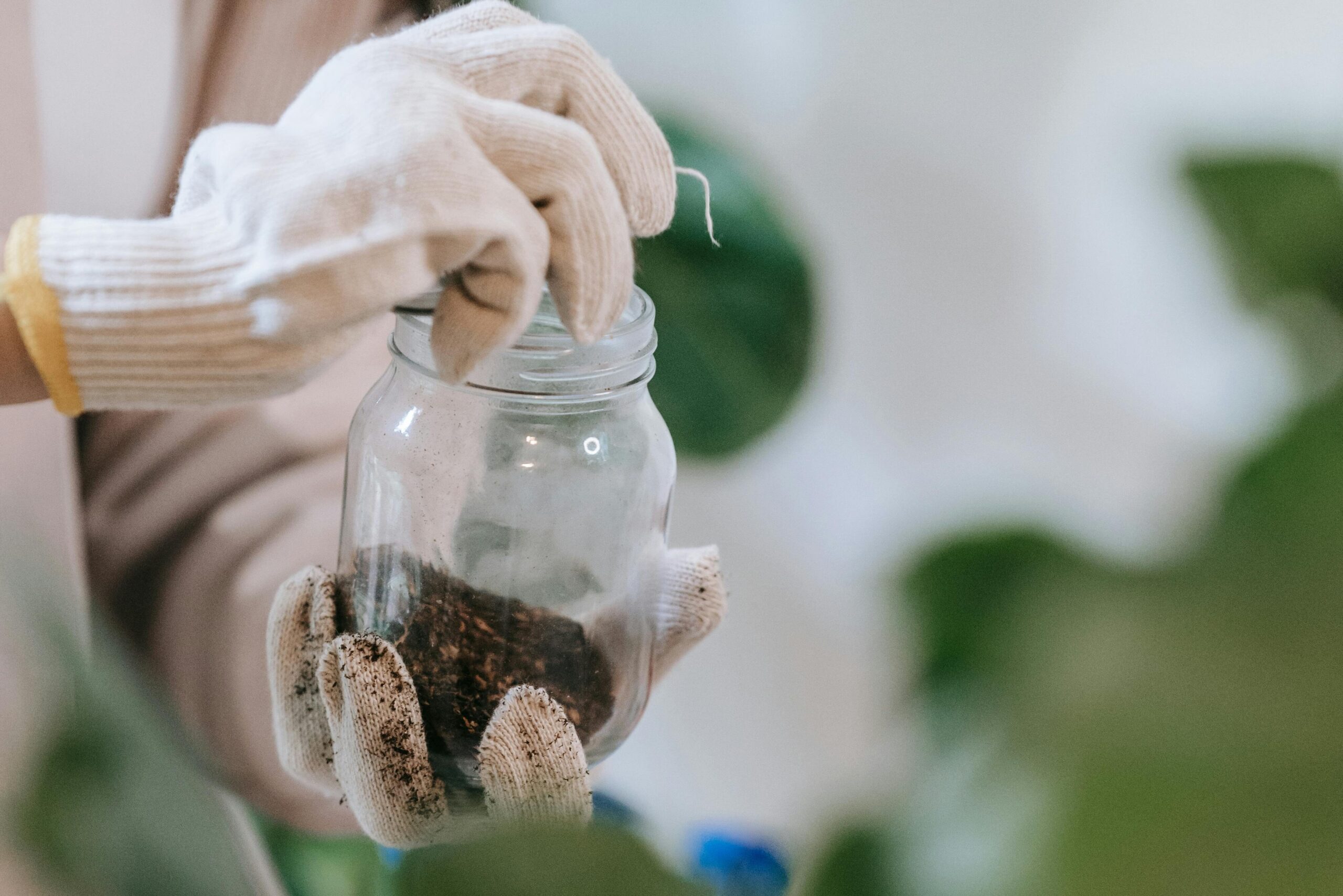 Gardener wearing gloves pouring soil from a jar into a pot with plants indoors.