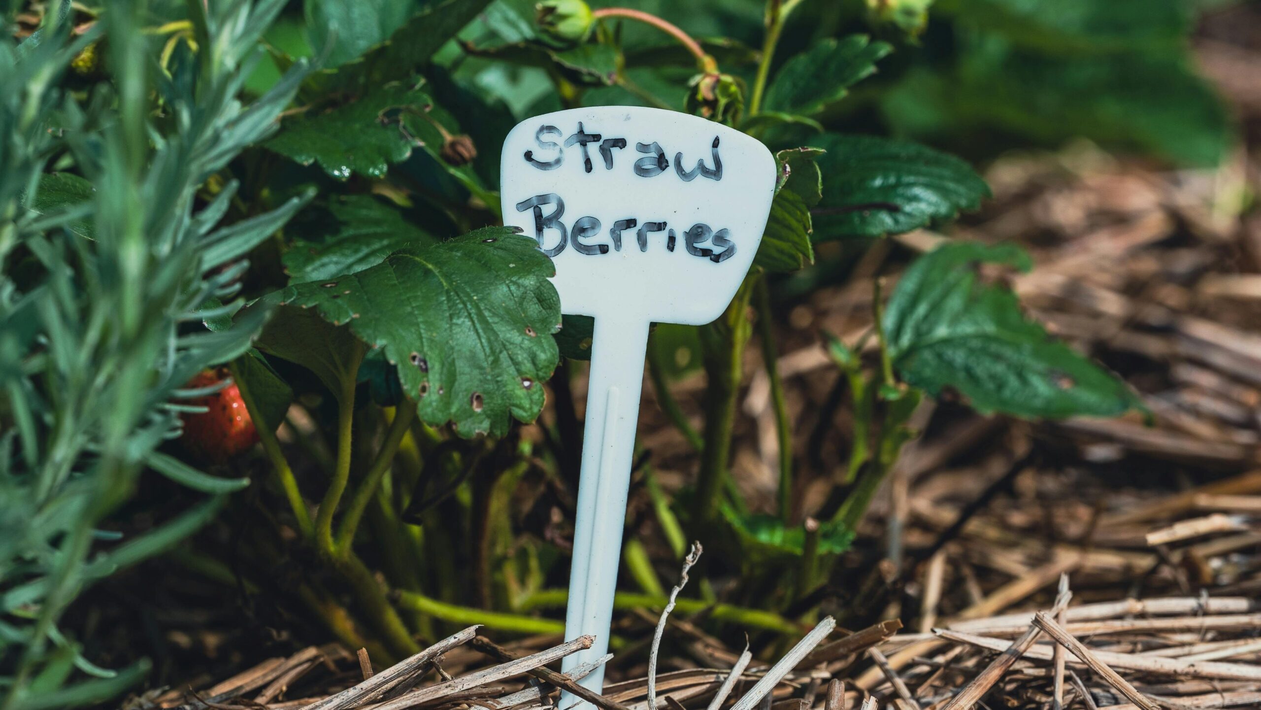 Close-up shot of strawberry plant with a garden label, surrounded by mulch.